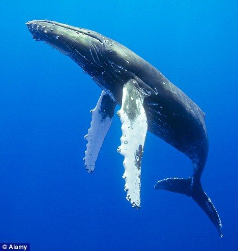 Swimmer-songwriters: Whales have their own tunes that spread around the world ‘like hit singles’