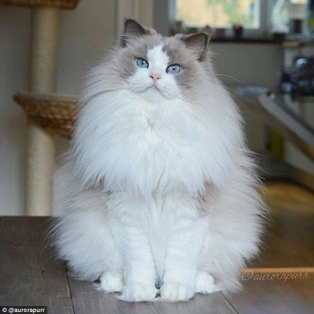 Meet Aurora, the ‘world’s most beautiful cat’